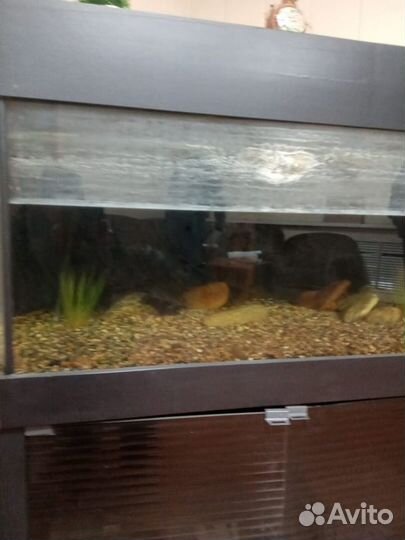Аквариум