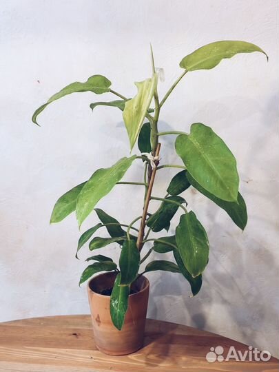 Филодендрон малай голд