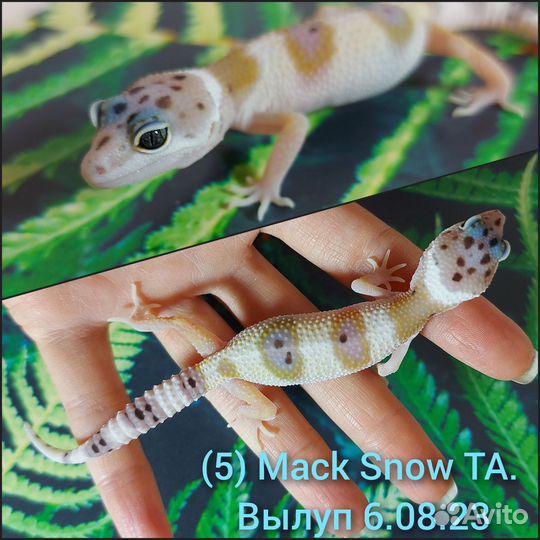 Эублефар Super Snow малыши