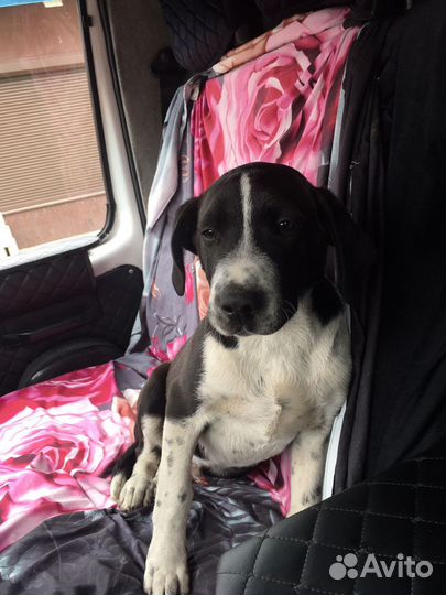 Щенок Мальчик Щенки Бесплатно