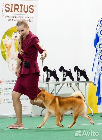 Кобель на вязку Сиба Шиба Ину