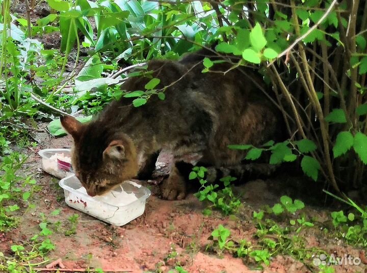 Отощавший на улице кот кожа да кости