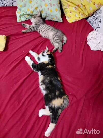 Котята ищут дом