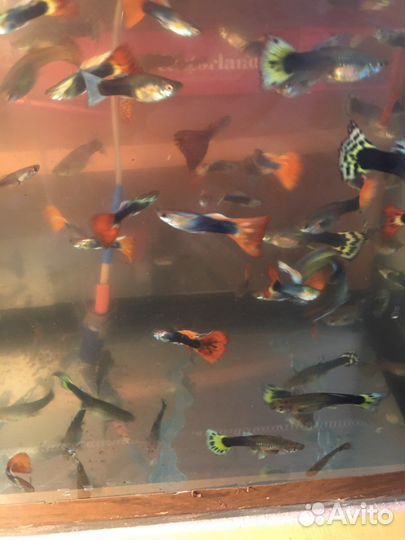 Рыбки гупи