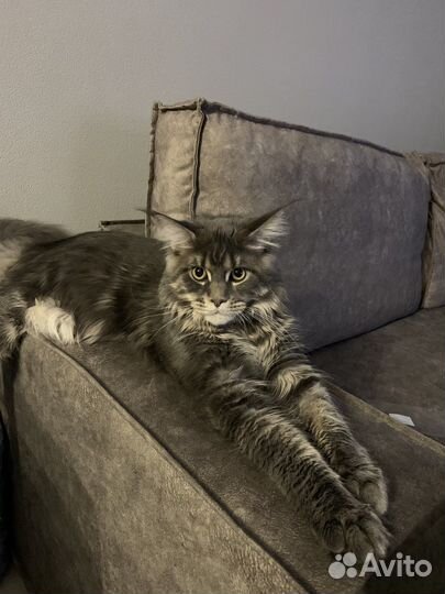 Мейн-кун вязка