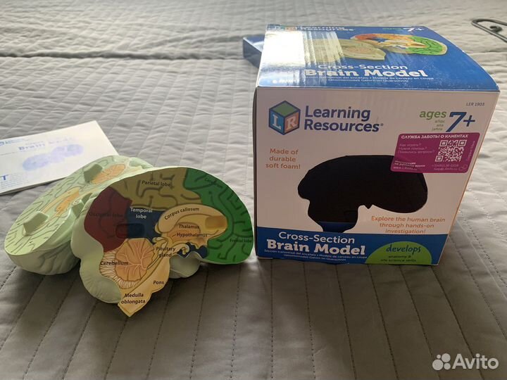 Развивающая игрушка brain model анатомия