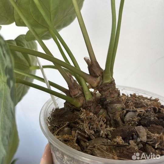 Антуриум Сильвер Блаш (Silver Blush)