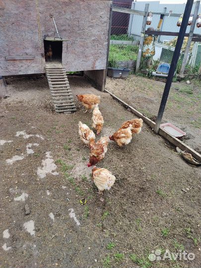 Куры несушки