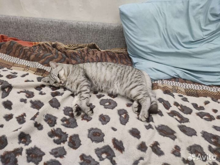 Британский кот для вязки