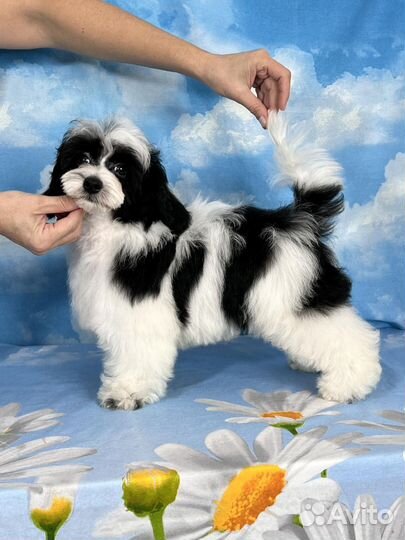 Мини пудель