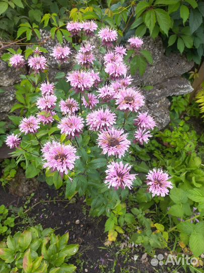 Мята сортовая, монарда