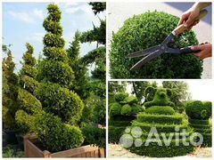 Обрезка деревьев