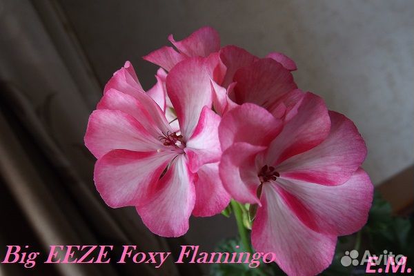 Пеларгония (герань)