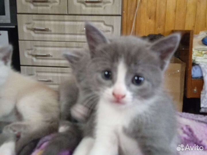 Котята от мышеловки