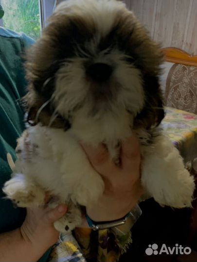 Щенки ши-тцу