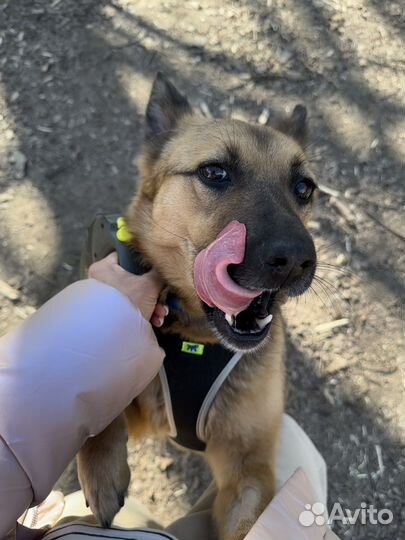 Собака в добрые руки