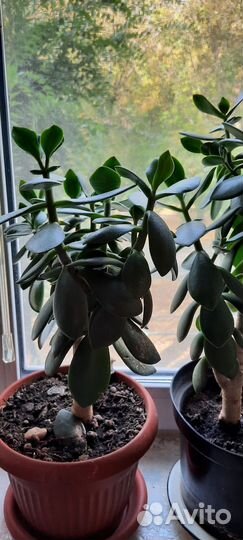 Денежное дерево толстянка