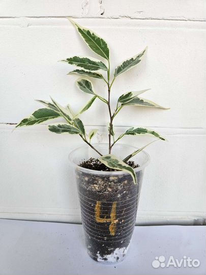 Фикус Пикси (Ретуза Дварф Альбомаргината)