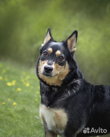 Трогательная собачка Дора с человеческим взглядом