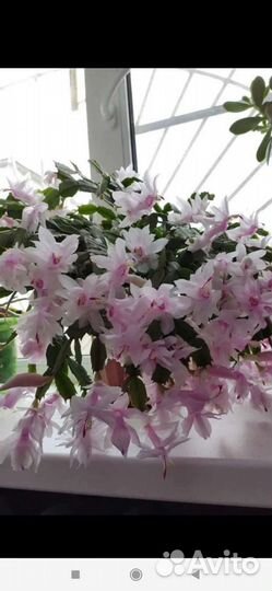 Декабрист Шлюмбергера