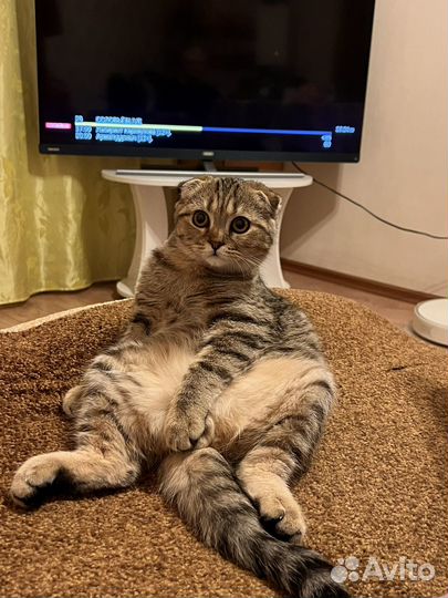 Кот для вязки шотландец