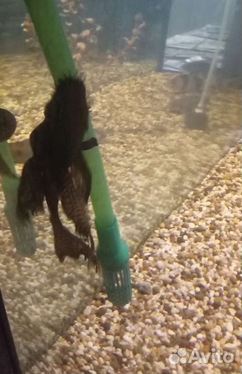 Аквариумные рыбки 7 шт