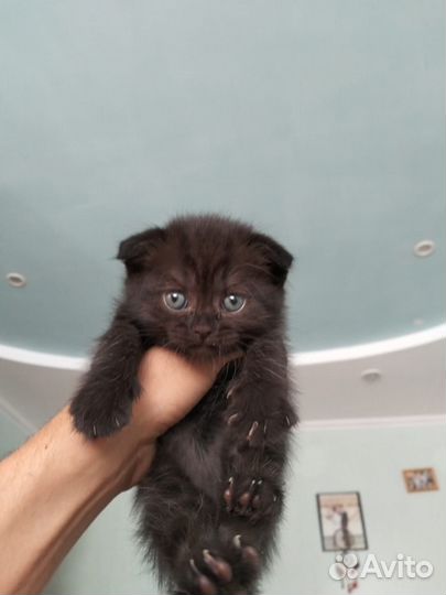 Британские котята
