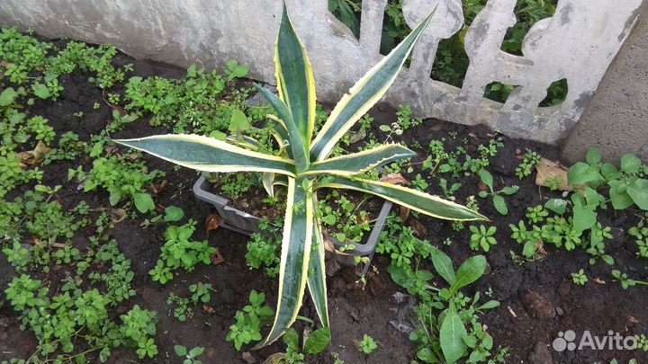 Агава крымская