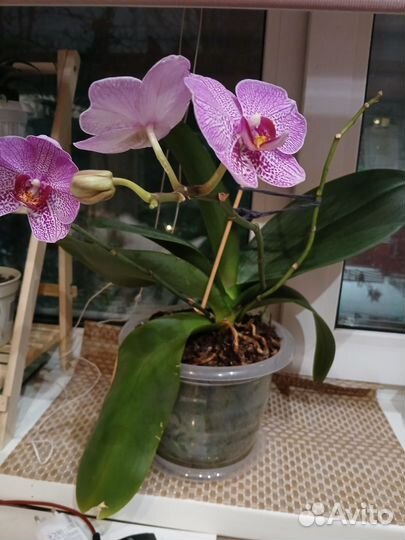 Орхидея фаленопсис