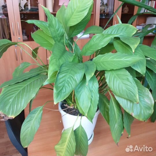 Цветы комнатные