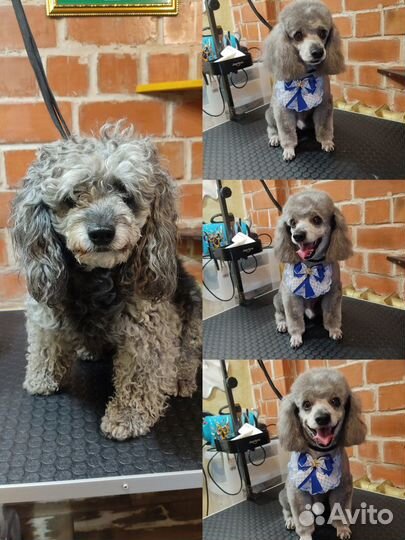 Стрижка животных