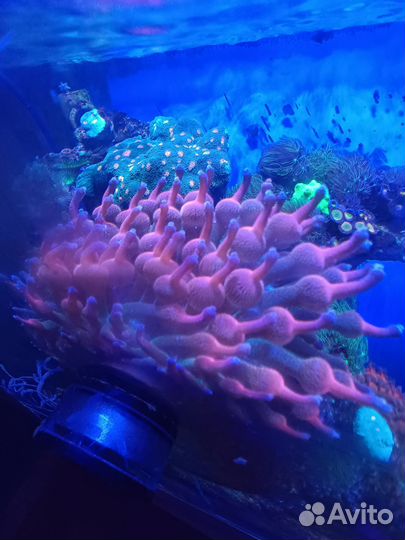 Актиния в морской аквариум