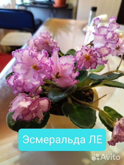 Детки сортовых фиалок