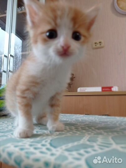 Маленькое чудо