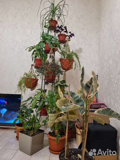Пересадка растений