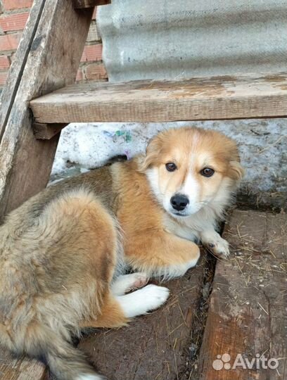 Отдам в добрые руки