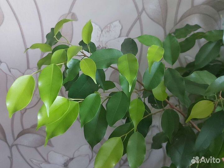 Фикус Голден кинг