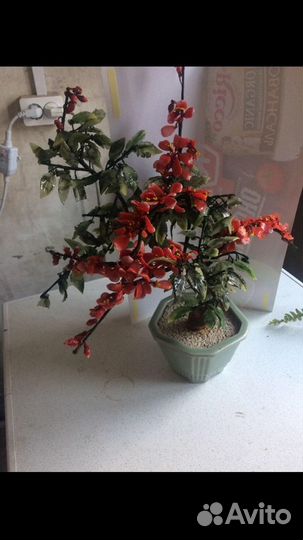 Дерево бонсай