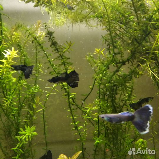 Аквариумные рыбки