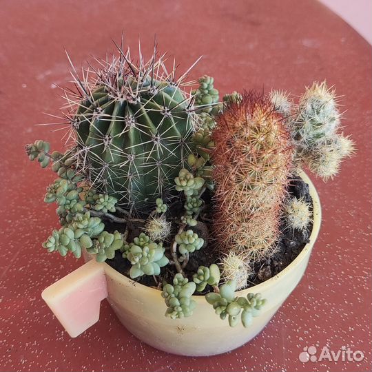 Разные кактусы