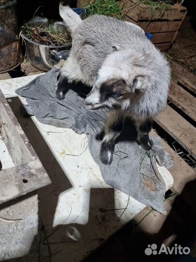 Коза ламанча