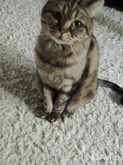 Кот шотландец