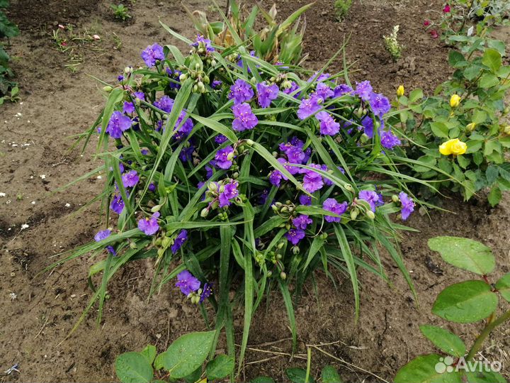 Многолетние цветы