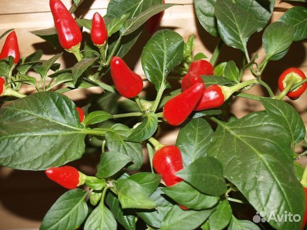 Домашний острый перчик,Огонёк