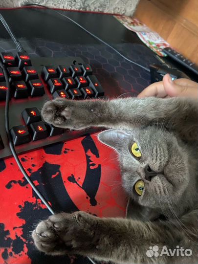 Кошка