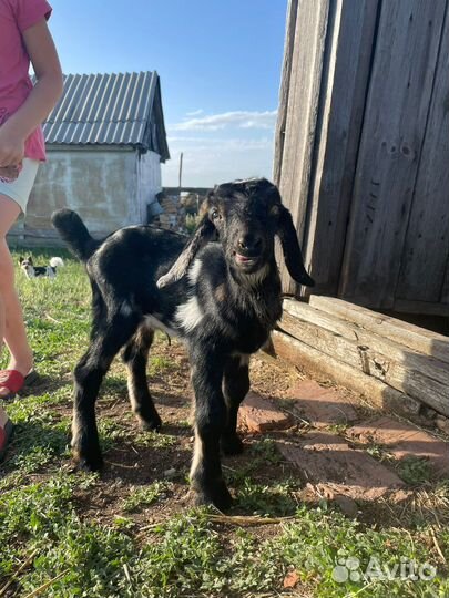 Коза нубийская