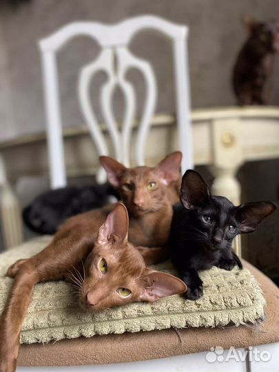 Ориентальные котята экстрим и современный тип