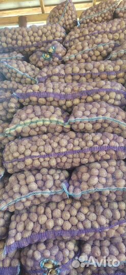 Продам картофель оптом