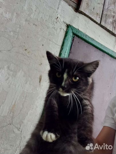 Котята в добрые руки бесплатно