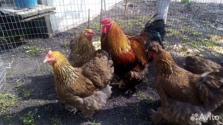 Брама Инкубационное яйцо, Петушки